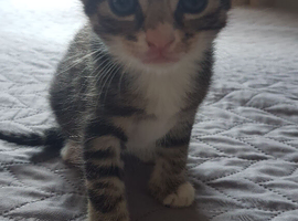 4‑week‑old tabby female kitten ready for reservation