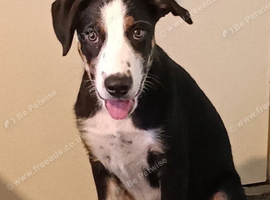 BUDDY 20 WEEK OLD BORDER COLLIE