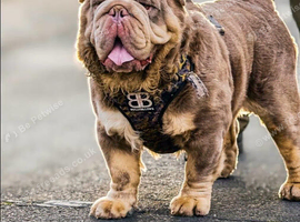 Olde Tyme Fluffy Bulldog For Stud
