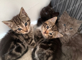 Kittens