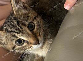 Mixed bengel kitten