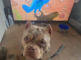 2 year old female pocket bully