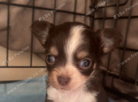 Chihuahua puppies Ready to leave