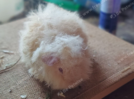 Peruvian alpaca and sheltie baby boars