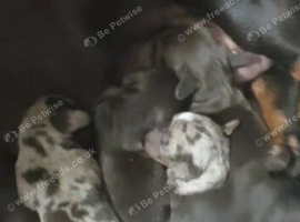 Dachshund puppys