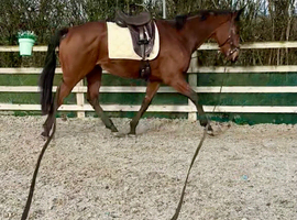 16hh BAY GELDING &bull; 5 YEARS OLD &bull; ROR ELIGIBLE