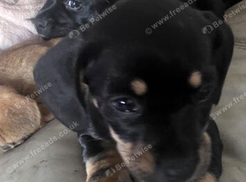 Black and tan pup