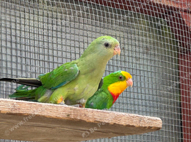 Barraband parrot