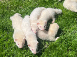 Albino Girls 2 Left ️