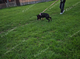 German shepherd