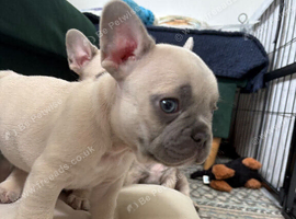 French Bulldog Puppies Looking for Loving Forever Homes - Can be seen with Mum