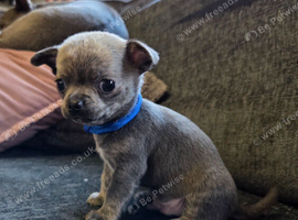 Male Pedigree Chihuahua Puppy