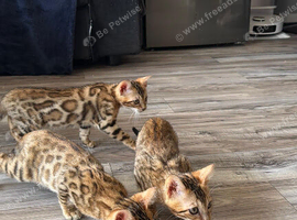 Beautiful 5 Generations Pedigree Bengal kittens in London