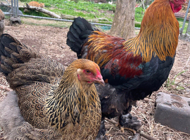 6 X Gold Partridge Brahma hatching eggs