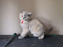 British short hair kittens