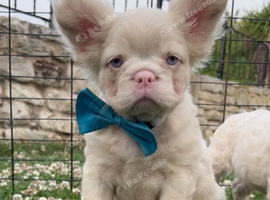 Pink fluffy blue eyed French bulldog