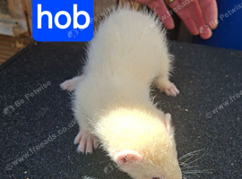 Albino ferret