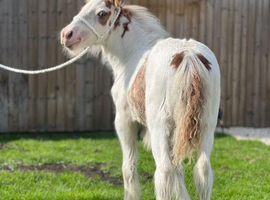 Red and white cob colt