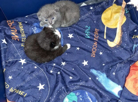 2 beautiful male kittens