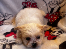 Imperial Shih Tzu