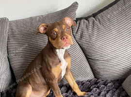 Stunning chocolate trio colour girl looking for her forever home
