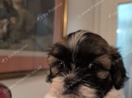 Shih Tzu puppy 1 boy