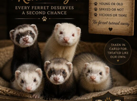 Looking to rehome a ferret?