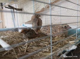 Available - 4 week old fully feathered hens x 2 in wild brown &pound;20 or with a 1 x boy &pound;24 for the trio (3 birds)