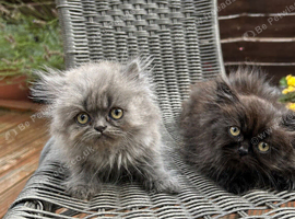 Persian kittens for sale