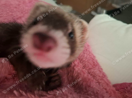 Bandit ferret Hob