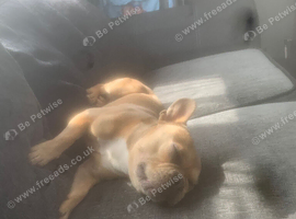 French bulldog for sale