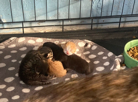 5 baby kittens not ready yet