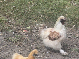 Silky Pair