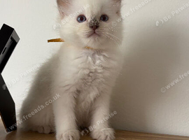 Last Lilac male ragdoll kitten