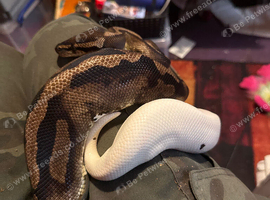 Adult male pied royal python