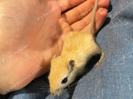 Baby boy gerbils