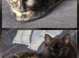 Female kittens