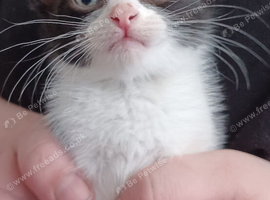 Kitten called clover will take some offers