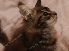 Stunning Russian bloodline kittens