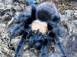 Golden Mexican Red Rump Tarantula & FULL Setup For Sale!