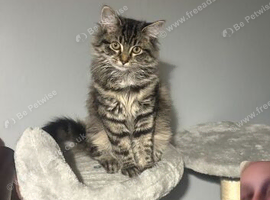 8 month old female kitten