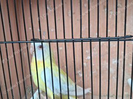 Splendid. For Swap