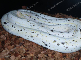 Cow reticulated python