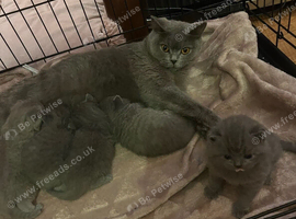 British shorthair kittens