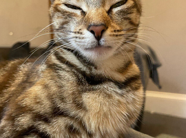 Female kitten