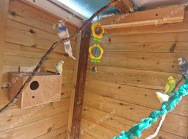 All 7  budgie for sale