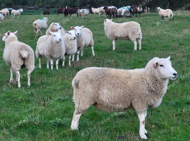 Llynn x Texel theaves. Ready for the ram