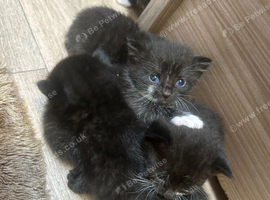 ️Kittens️Fur babies looking for their forever homes