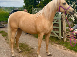 15&rsquo;2 Palomino PBA