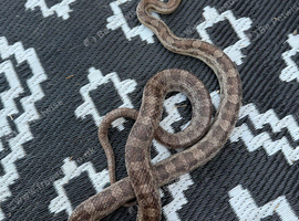 Beautiful corn snake